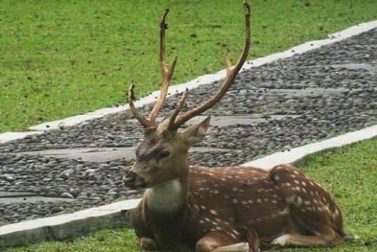 The white spotted deer - Chittai