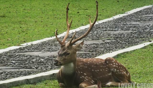 The White Spotted Deer – Bogor’s Animal Icon