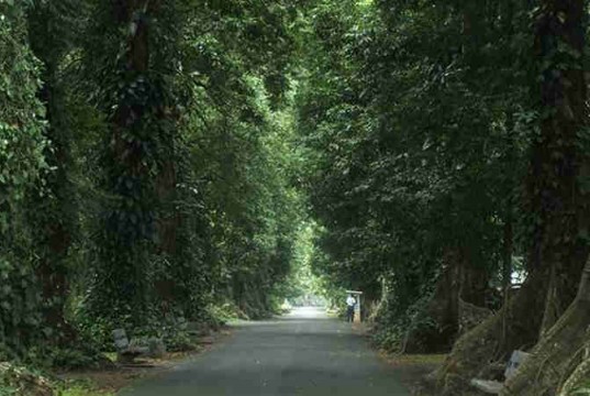 The Canary Avenue in Bogor BOtanical Gardens