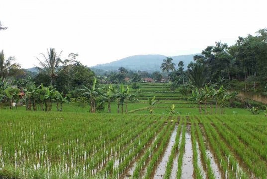 The Rice Field On Salak Mountain Bogor