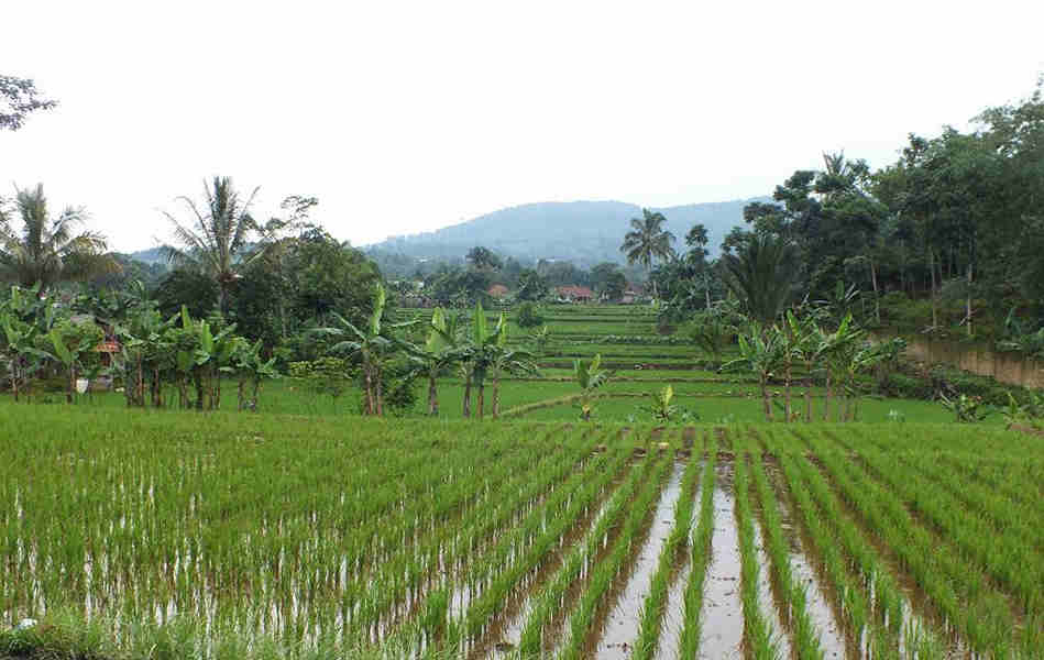 The Rice Field On Salak Mountain Bogor