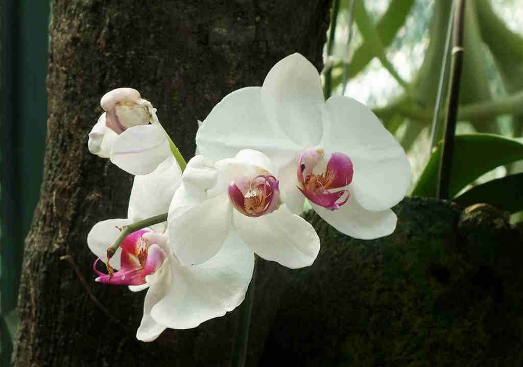 Say It With Flowers Part #2 – The Orchids