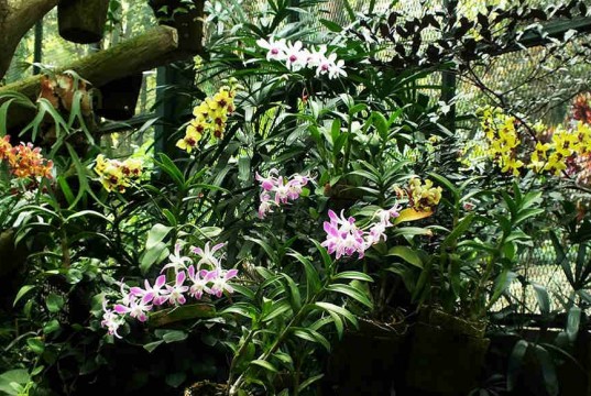 Flowers In Bogor