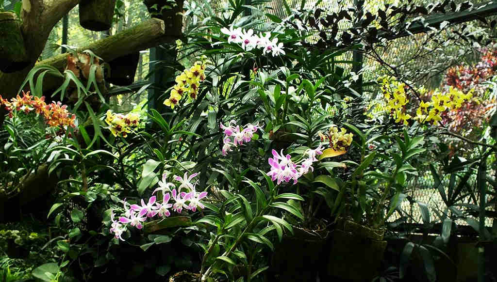 Flowers In Bogor