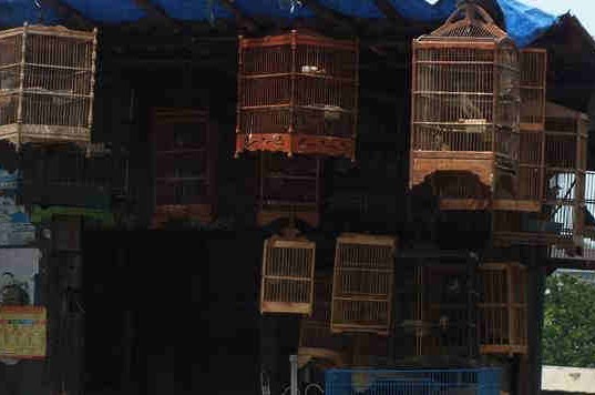 Pedagang Burung Di Kawasan Empang