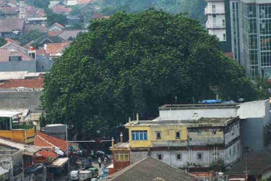 Pohon Beringin Tua Di Alun-alun Empang Bogor