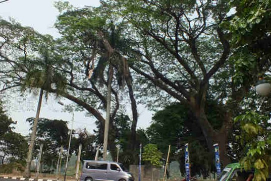 Pohon Raksasa Tua Di Taman Peranginan Bogor