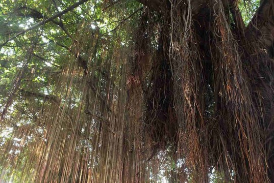 Pohon Beringin Angker, Bogor Menakutkan
