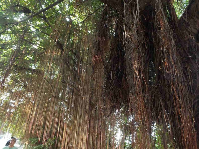 Kalau Pohon Beringin Angker, Bogor Jadi Kota Paling Menakutkan