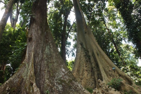 Pohon Jodoh kebun raya Bogor