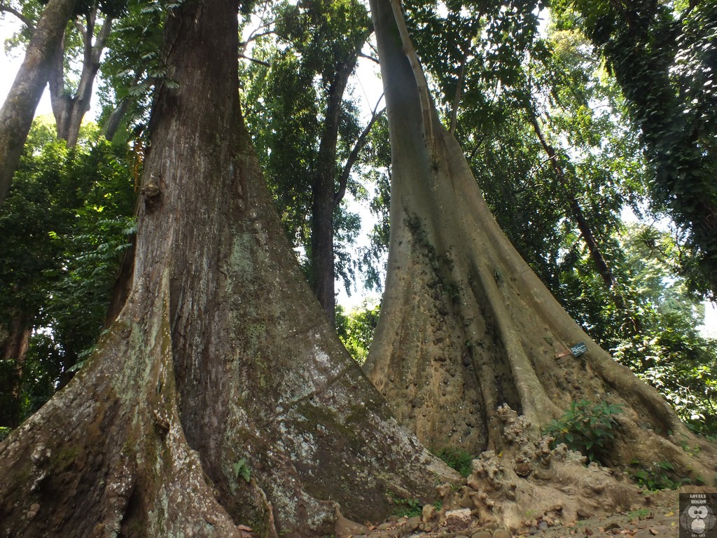 Pohon Jodoh kebun raya Bogor