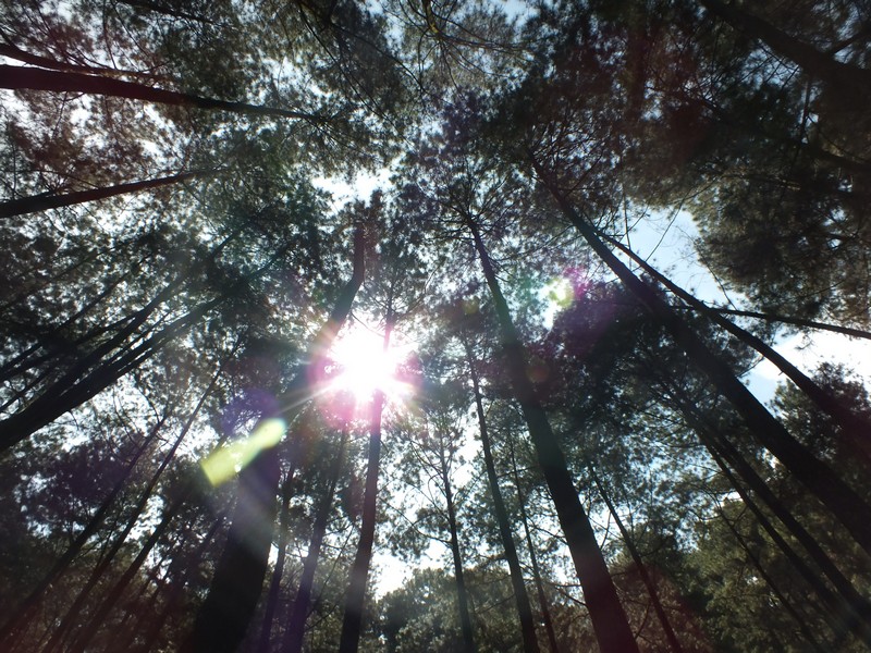 Hutan Pinus Di Curug Nangka