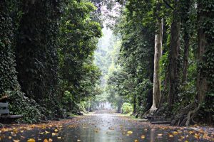 stunning view of canary avenue in Bogor Botanical gardens