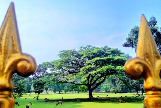Padang rumput yang indah di depan Istana Bogor a1