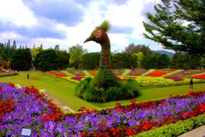Taman Bunga Nusantara - Indahnya Warna Warni Bunga di Taman Tetangga A