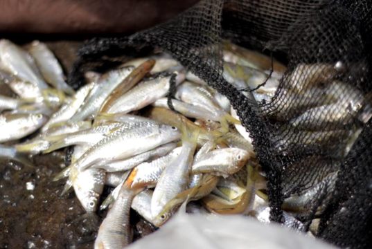 Ikan Gehed Species Asli Sungai Ciliwung A