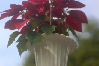 Hanging Poinsettia On The Street