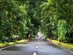 Tips Membawa Kamera DSLR/Mirrorless Ke Kebun Raya Bogor