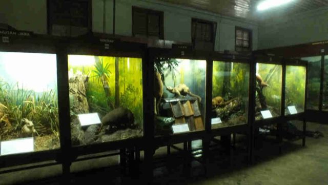 Museum Zoologi Kebun Raya Bogor sekarang berbayar 2