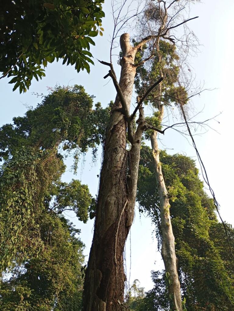 Pohon Berusia Puluhan Tahun Ditebang di Kebun Raya Bogor , Sayang Sih Tapi Ada Alasan Kuat a