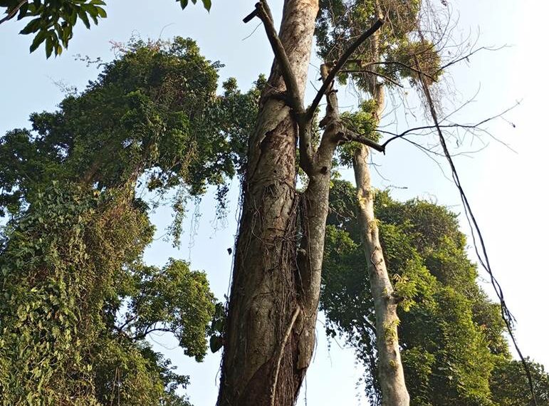 Pohon Berusia Puluhan Tahun Ditebang di Kebun Raya Bogor , Sayang Sih Tapi Ada Alasan Kuat a