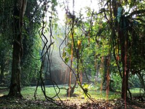 Ruwet Tapi Keren, Pohon Tarzan, Tumbuhan Pemanjat (Liana) di Kebun Raya Bogor