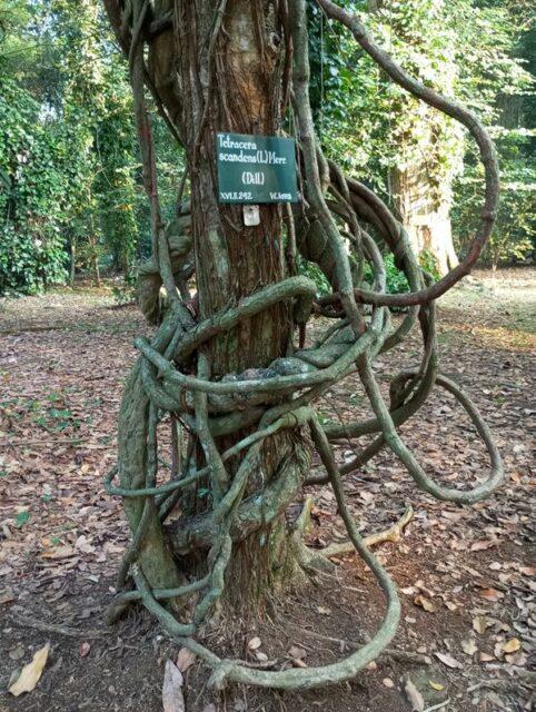 Ruwet Tapi Keren, Pohon Tarzan, Tumbuhan Pemanjat (Liana) di Kebun Raya Bogor