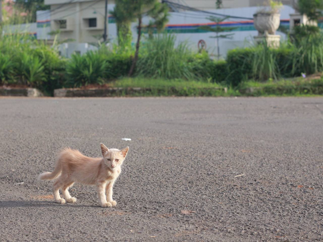 Si Mpus Bogor dan Nasi: Kudu Pinter (Harus Pintar) Street Feeding di Kota Hujan