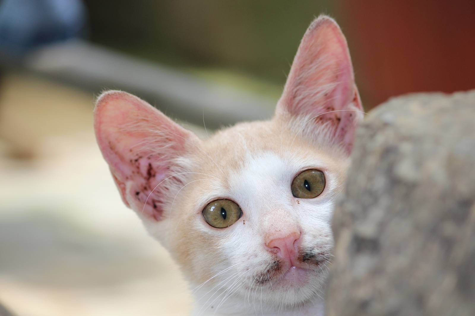 Jebakan Bau di Teras: Tips Mengatasi Kucing Liar yang Sering Buang Kotoran di Rumah Bogor